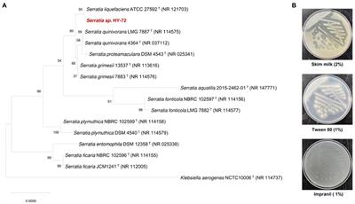 Polyurethane biodegradation by Serratia sp. HY-72 isolated from the intestine of the Asian mantis Hierodula patellifera
